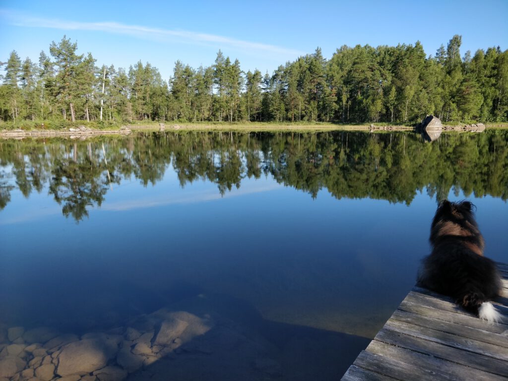 Spiegelglatter See, bewaldetes Ufer gegenüber, Teil eines Holzsteges mit einem Hund, der auf den See schaut.